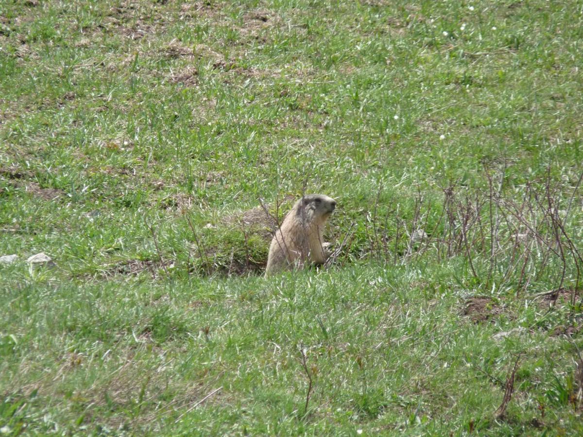 Les Marmottes D Estenc Exterior foto